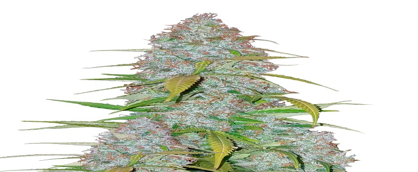 Cannabis Seed Bank