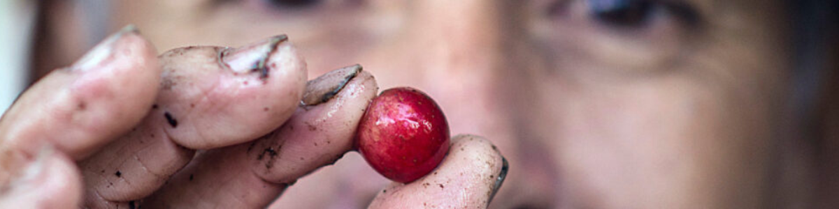 Finca Rosa Blanca