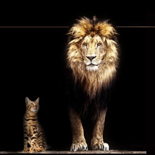 Whatswhat Business Directory